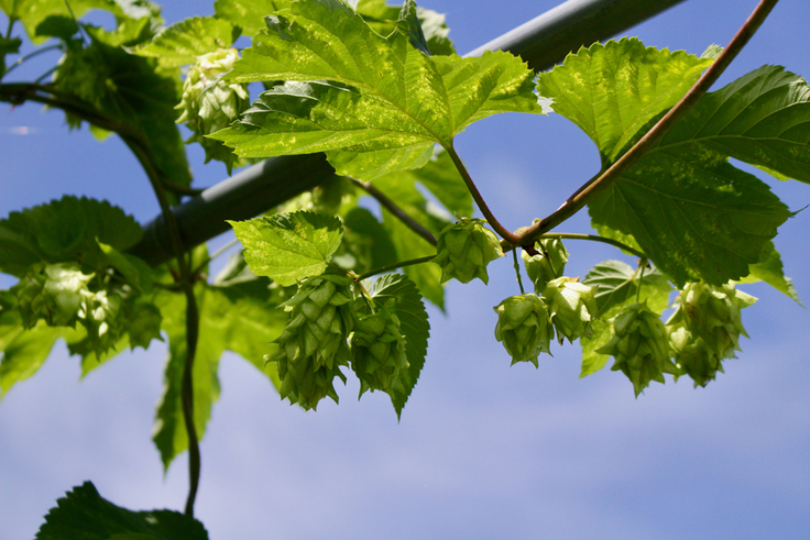 京丹後産100％を目指して栽培中のホップ
