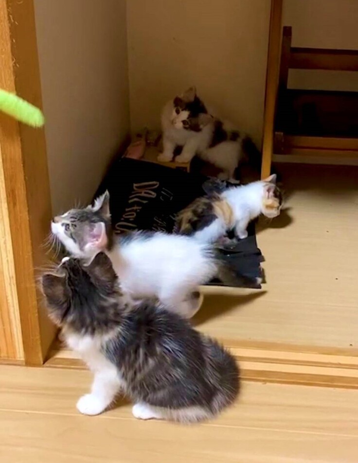 呼吸が苦しそうなえび