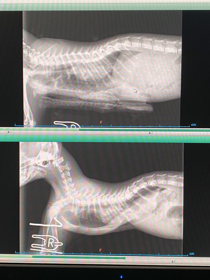 手術後のレントゲン写真