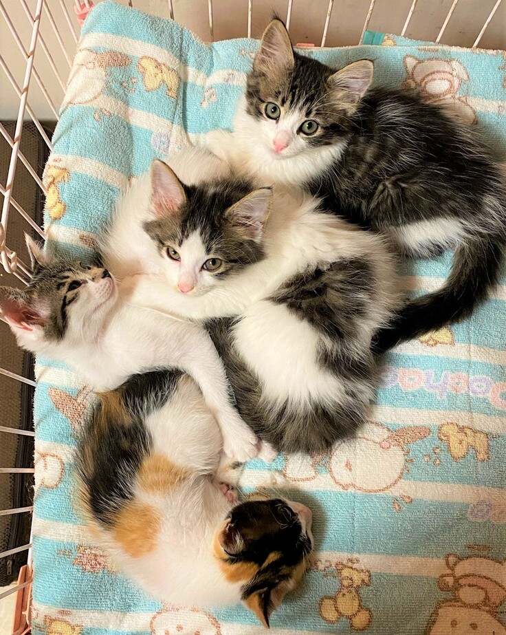 成長した４匹の仔猫