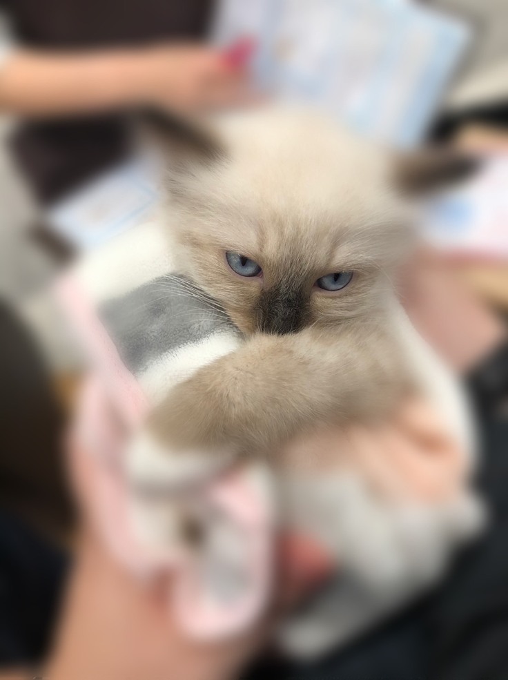 ペットショップで初めて会った時の月ちゃん