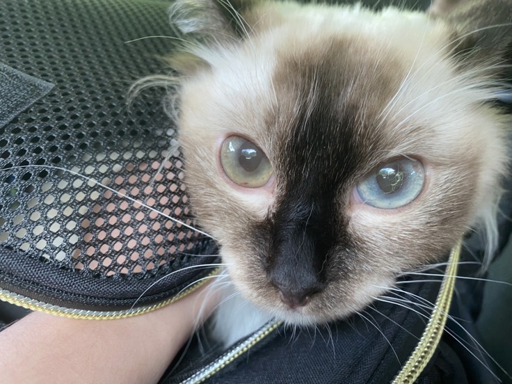 セカンドオピニオンの病院へ