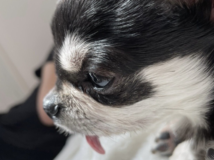 おかおぱんぱんうるちゃん