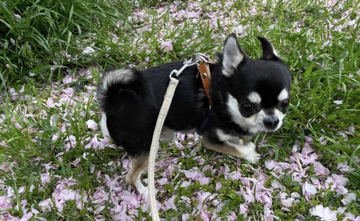 おさんぽだいすきうるちゃん