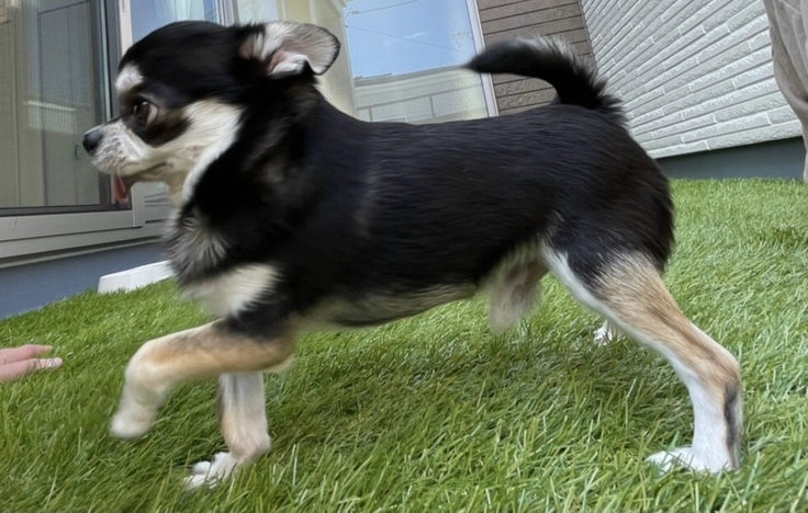 ベランダにこにこうるちゃん