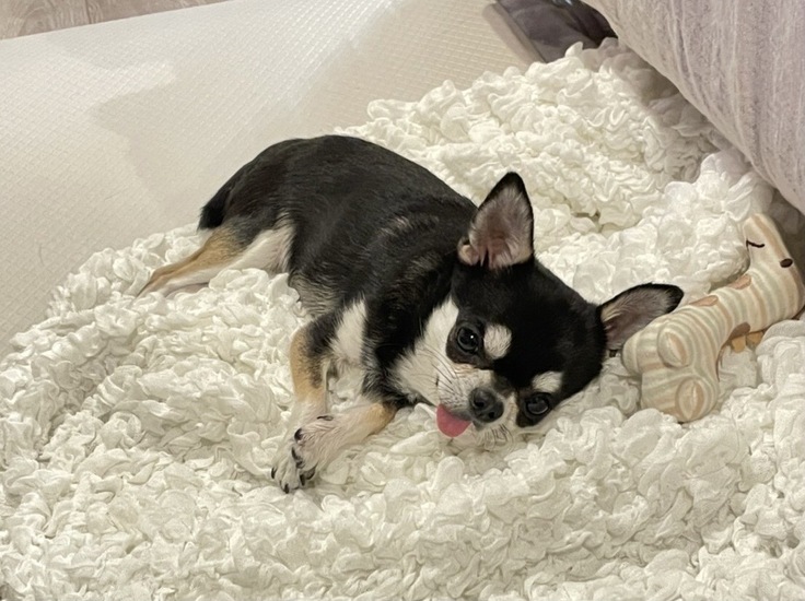 しょんぼりうるちゃん