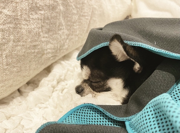 うるちゃん高熱看病おしゃしん