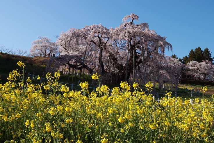 三春の滝桜