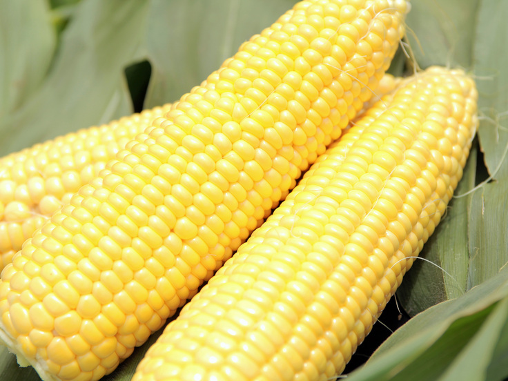 黄色トウモロコシ