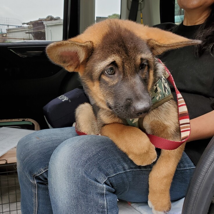 嬉しいお別れ ずっと最後の砦であるために 犬舎設備充実と継続運営の仕組みづくりを 一般社団法人 まあくんハウス 21 08 11 投稿 クラウドファンディング Readyfor