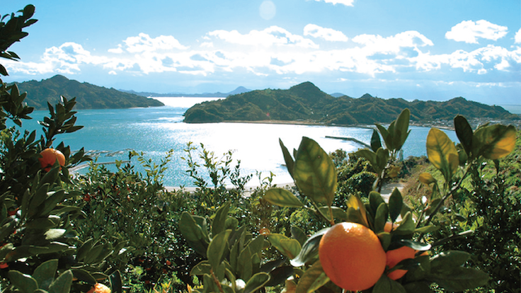 柑橘圃場から眺める瀬戸内海