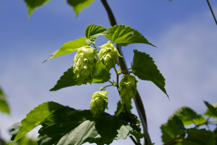 弊社で栽培するホップ