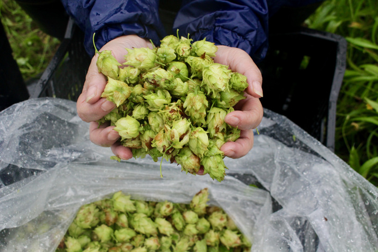 収穫したホップ