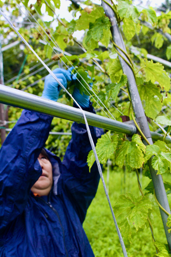 あいにくの天気でホップの収穫