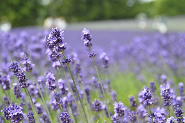 中富良野町ラベンダー