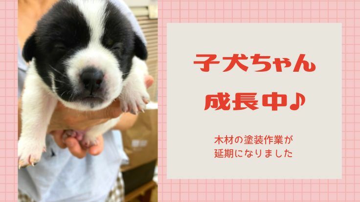 子犬ちゃんの成長 木材塗装ボランティア延期のお知らせ 殺処分ゼロを守り抜くために 今を乗り越えるためのご支援を Npo法人 青い鳥動物愛護会 21 09 02 投稿 クラウドファンディング Readyfor