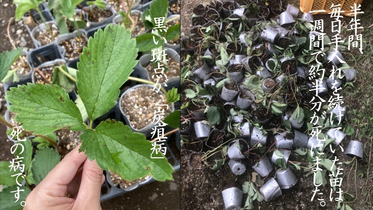 炭疽菌に侵されたいちご苗