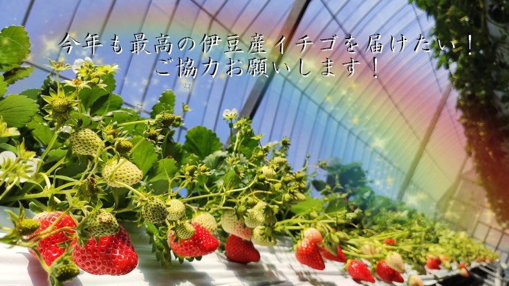 イチゴと虹