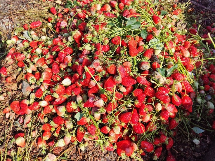 廃棄されたイチゴ