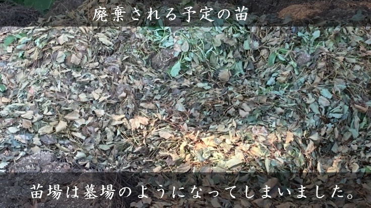 廃棄予定のイチゴの苗