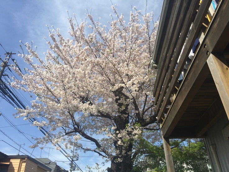 2017年春の桜