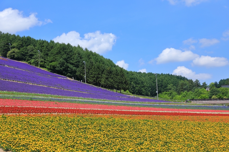 中富良野町　ラベンダー畑