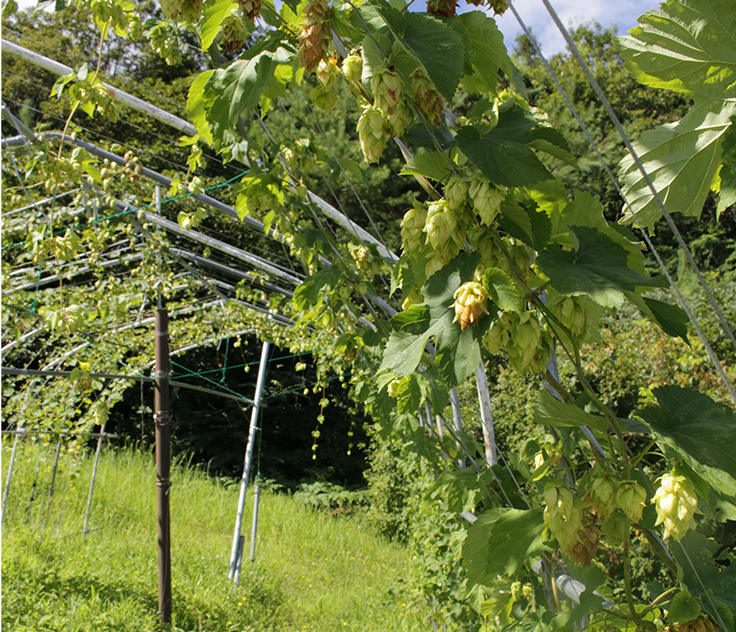 ホップ畑のホップ