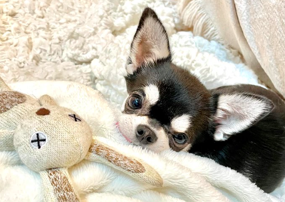 うるちゃんうさ