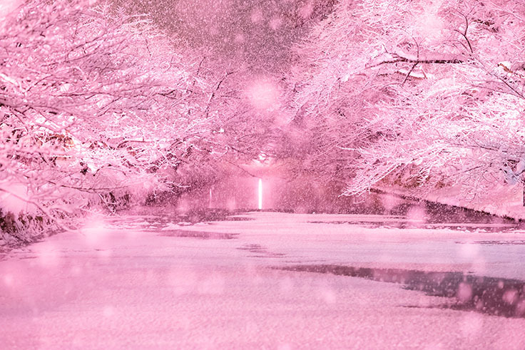 見頃のライトアップ