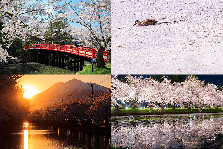 弘前さくらまつり