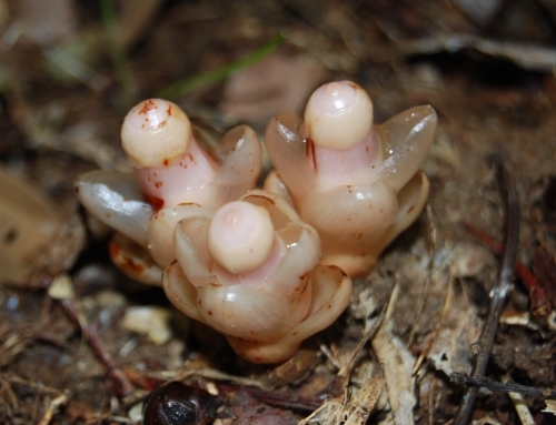 天然記念物　ヤッコソウ