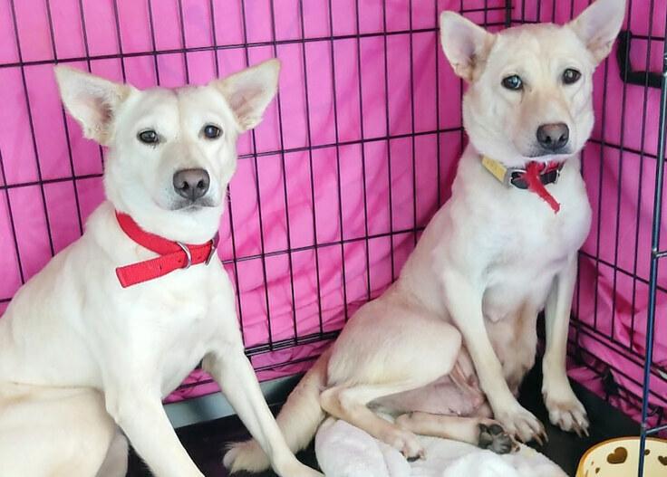 河川敷からレスキューしたメロンちゃんとりんちゃん