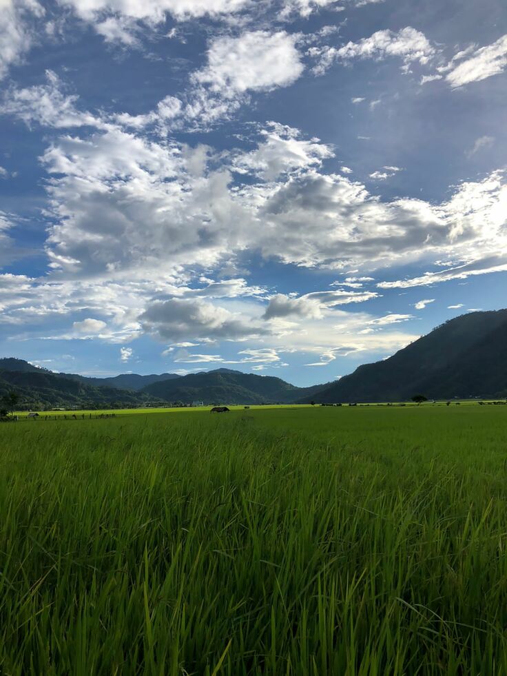 10月下旬に収穫を控えるコウプムの田圃