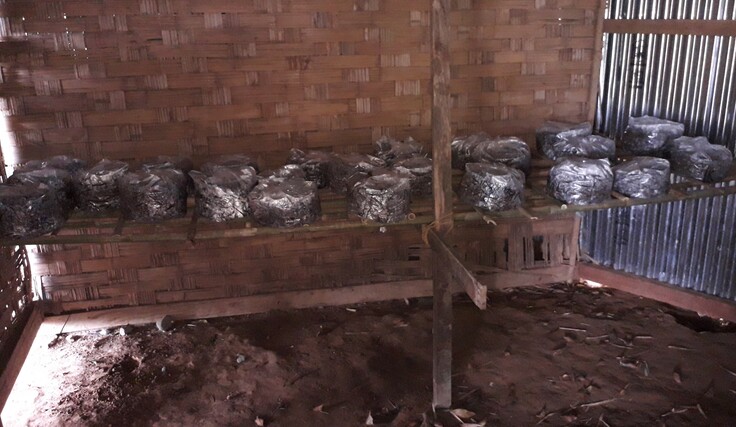 2019年当時のきのこ栽培ハウス。きのこの菌床を植え付けた稲わらをポリエステル袋に詰めて寝かせている。棚は一段のみ。