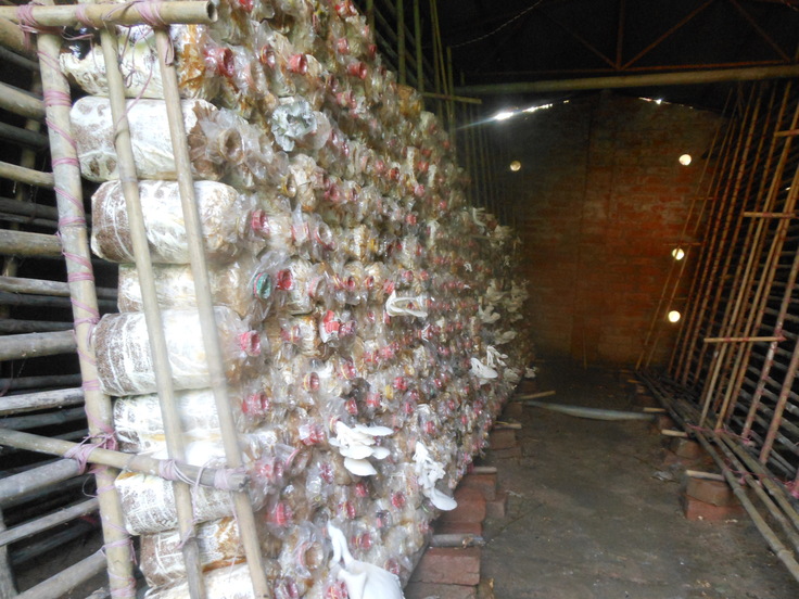 北インドアラハバードでのきのこ栽培ハウスをモデルに。