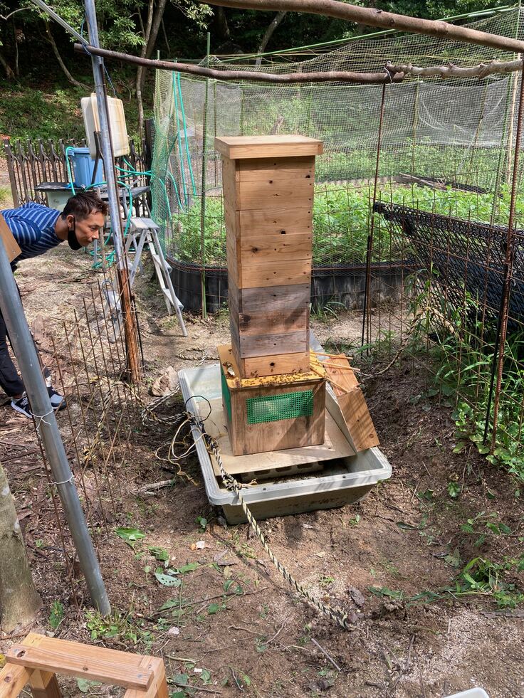 秋のハチミツの収穫が始まりました。 日本蜜蜂養蜂をもっと身近に！誰