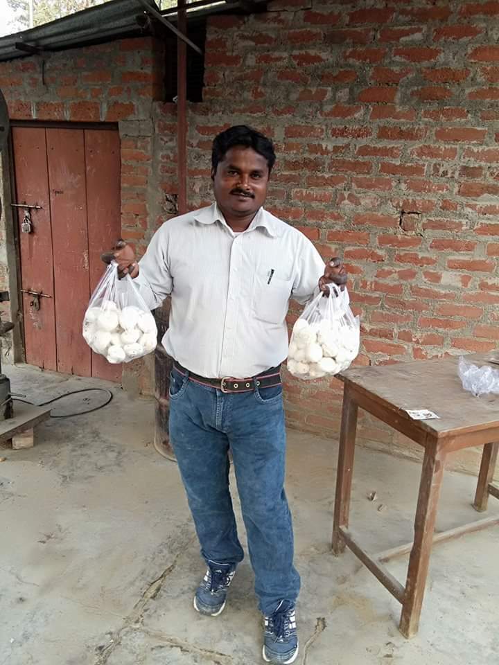 北インドアラハバードでのきのこ栽培、毎週かなりの量のきのこを収穫していた