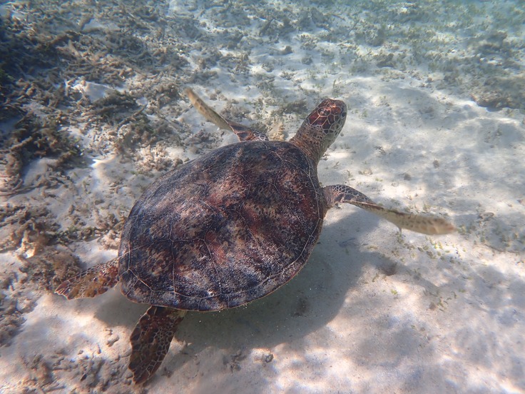 種子島の海を豊かに！藻場を再生し、ウミガメと漁業者との共生の実現へ