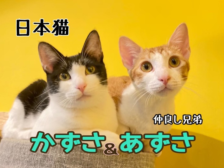 この子を守りたい 日本猫のあずさかずさ 28種類61匹のいきものたちの大好きな居場所を守りたい ガジュマル 21 10 04 投稿 クラウドファンディング Readyfor