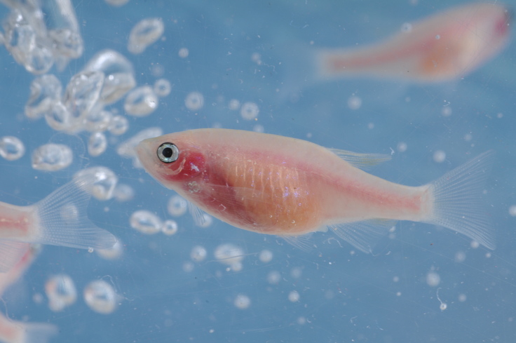 ゼブラフィッシュ（ミエコマチ）