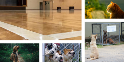 避難所のペット同伴問題