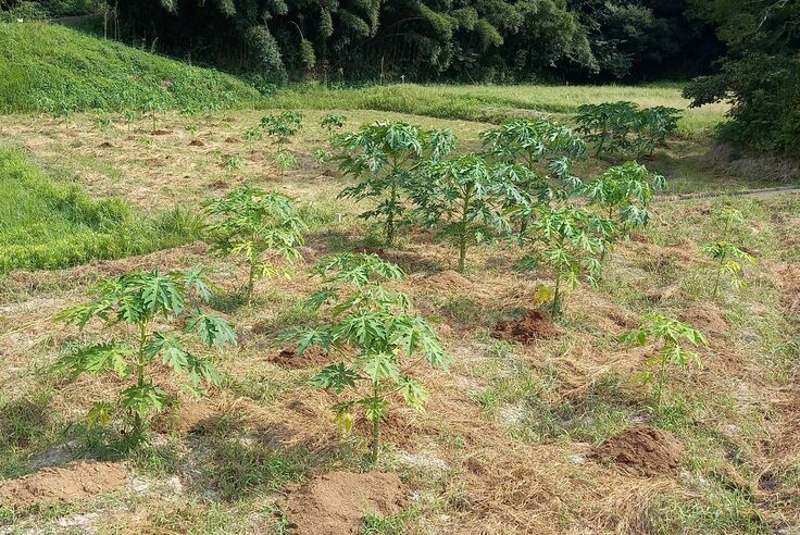 パパイヤ畑と鶏糞肥料