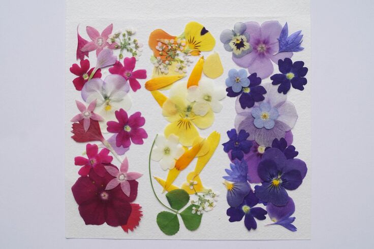 エディブルフラワー_izumi