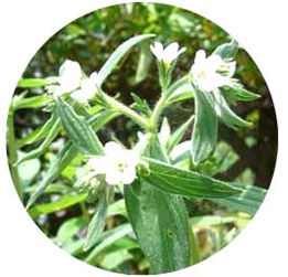 ムラサキ　シコンエキス　アトピーに効果