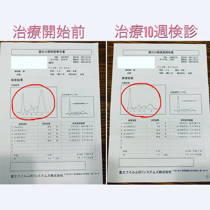 10週目検診の外部検査結果 猫伝染性腹膜炎（ＦＩＰ）治療費のご支援を 