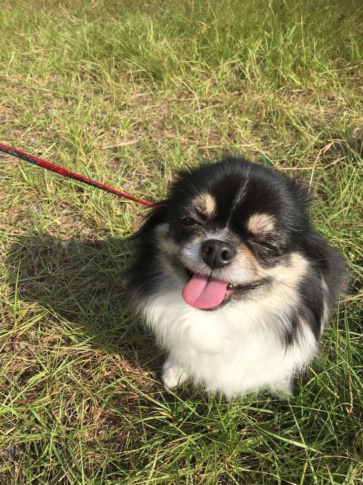 息子と散歩するといつも嬉しそうです。