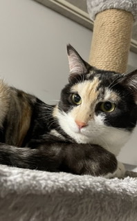 家にきたばかりのむぎちゃん