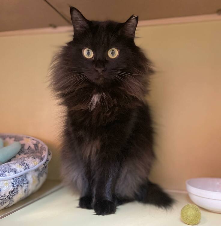 ジュリエットちゃん