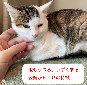 弱っていくソラの様子