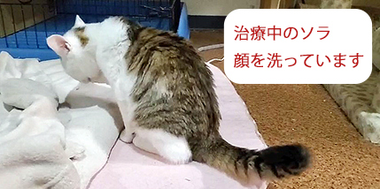治療中のソラ